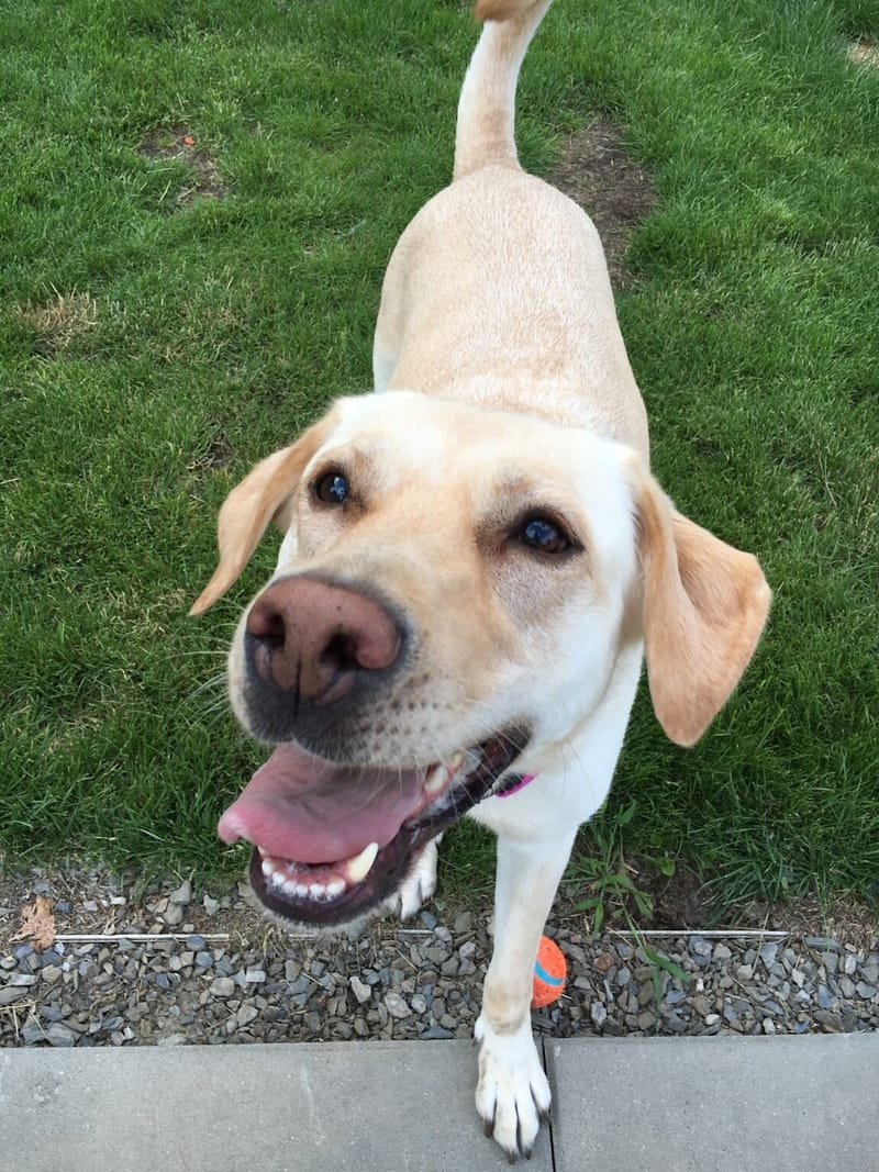 A happy yellow Labrador trotting towards the camera across a lawn