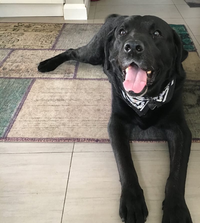 Platon, a black Labrador, lying on a rug with his tongue out and a bandana on