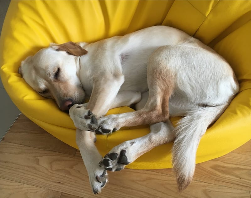 Ruby, a yellow Labrador, fast asleep curled up in a yellow beanbag