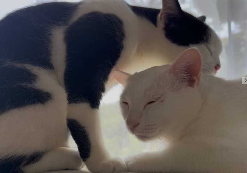 Toby and Miki, a black-and-white cat and a white cat, nuzzling by a window