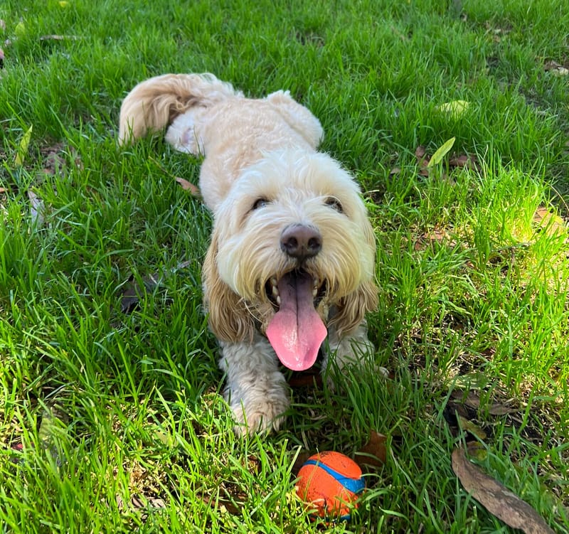 Toshi, a cream Cockapoo, grinning on the grass next to an orange ball
